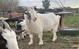 Goats livestock for sale: Small goat herd - Image 5