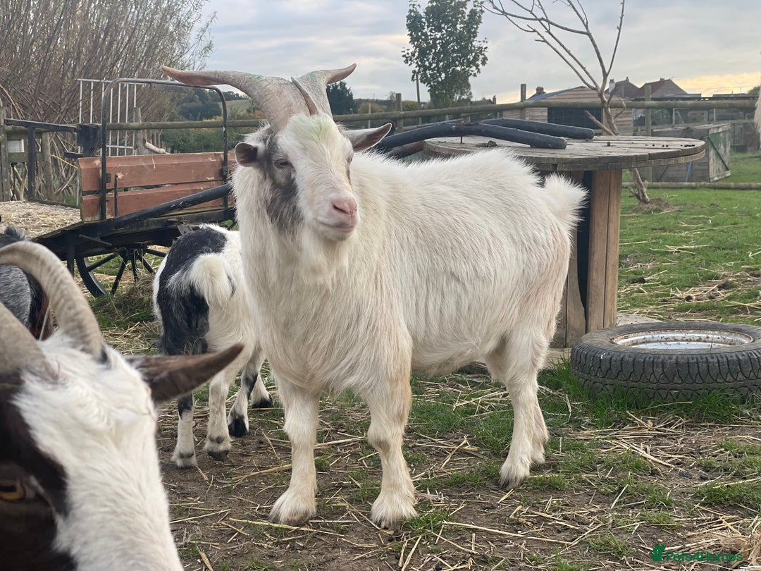 Goats livestock for sale: Small goat herd - Image 5