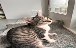 Bombay cats for sale: Friendly and smart Kittens  - Image 14