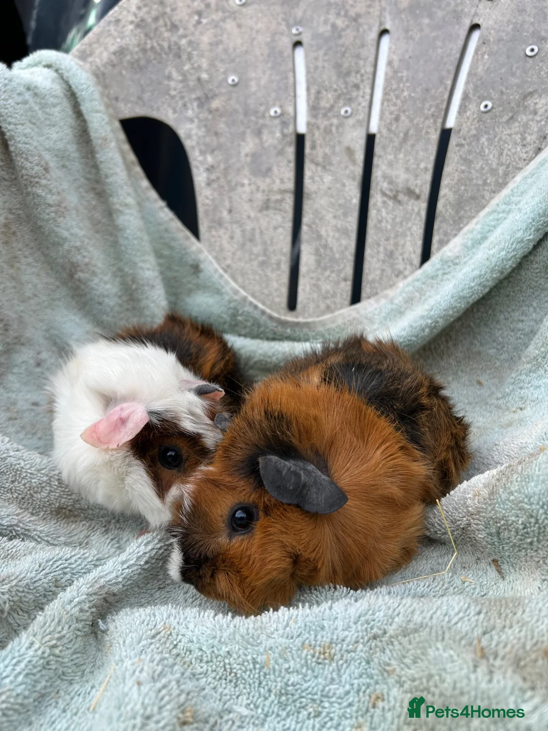 Guinea Pig rodents for sale: Female guinea pigs - Advert 2