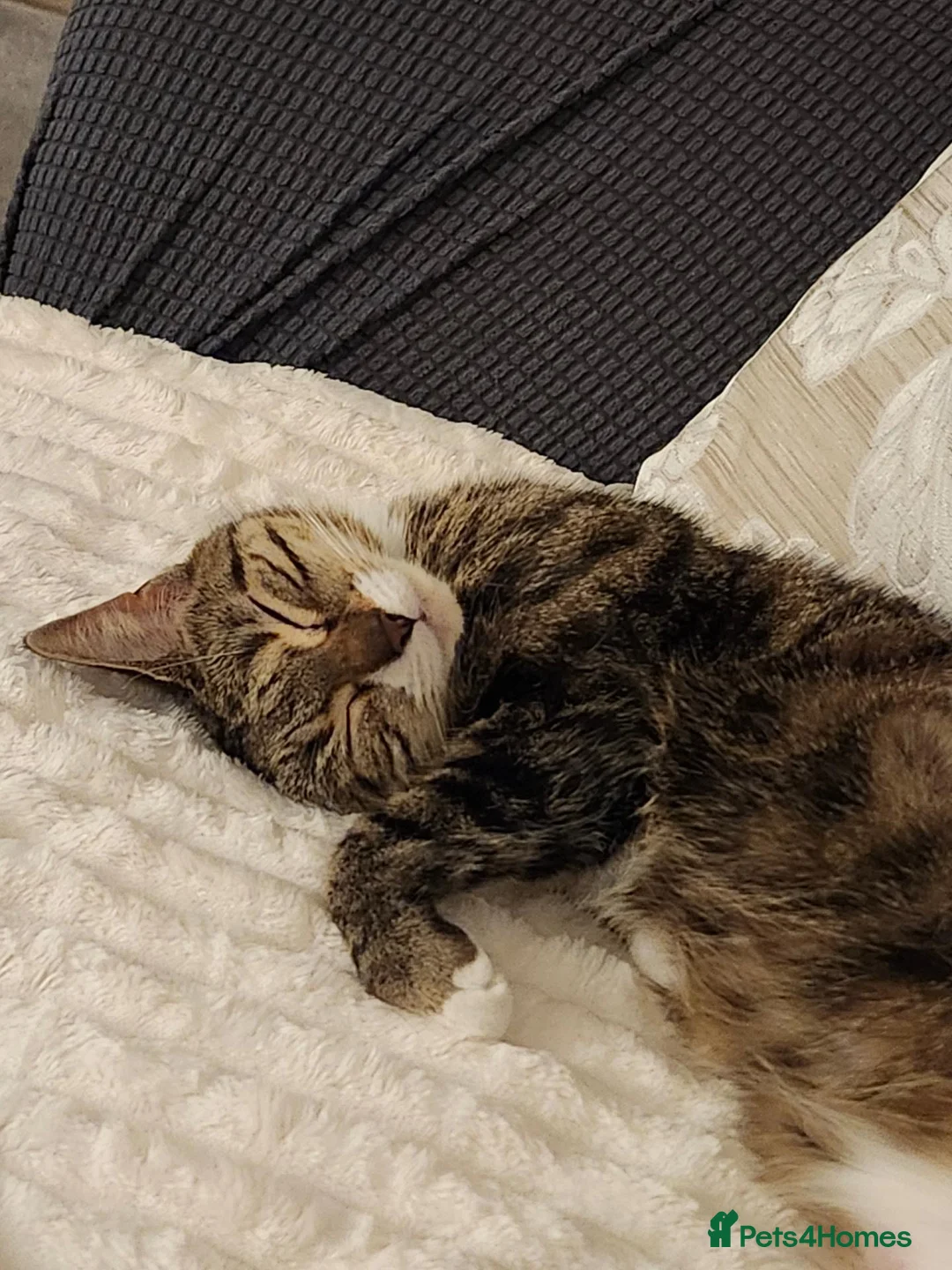 Mixed Breed cats for sale: REHOMING  - Advert 2