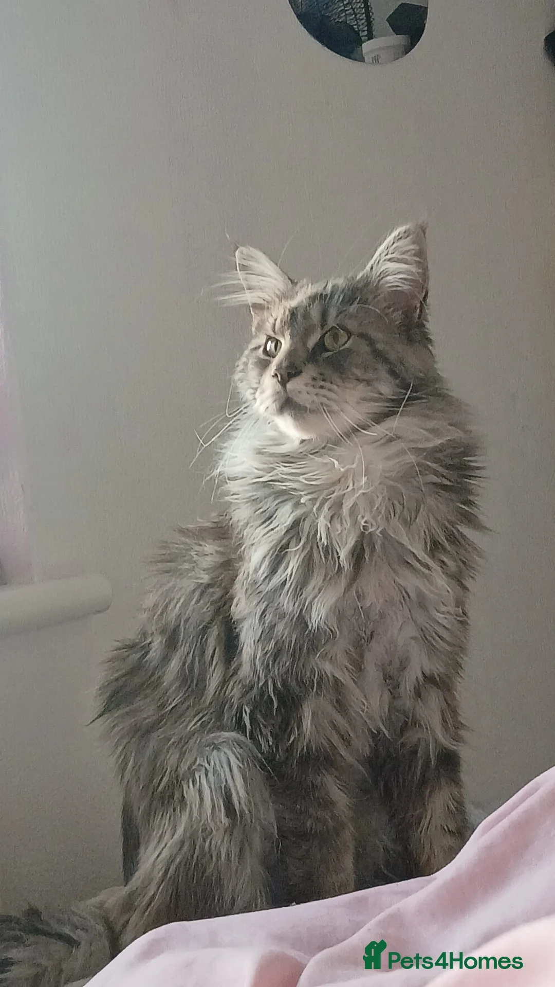 Maine Coon cats for sale: Male maincoon  - Advert 2