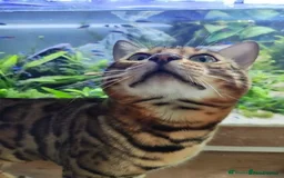 Bengal cats for stud: Proven Bengal Stud TICA pedigree beautiful marking in Durham - Image 5