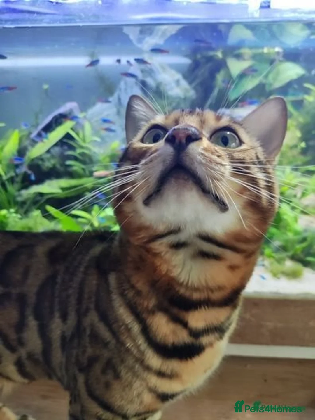 Bengal cats for stud: Proven Bengal Stud TICA pedigree beautiful marking in Durham - Image 5