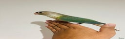 Conures birds for sale: Hand reared conures for sale  - Advert 13