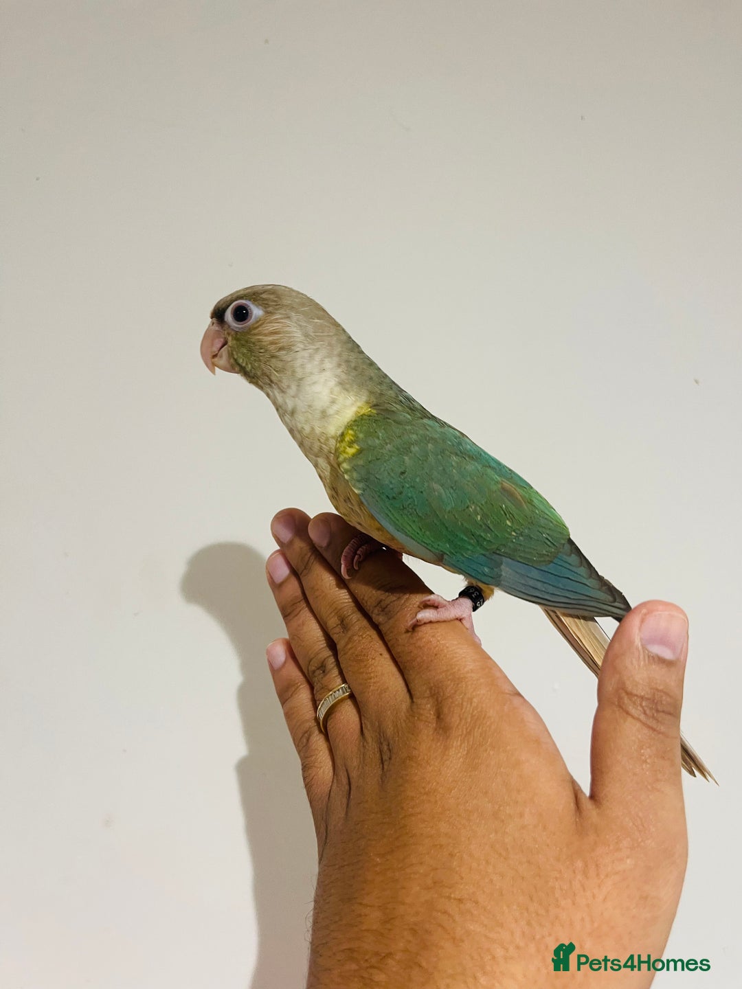 Conures birds for sale: Hand reared conures for sale  - Advert 13