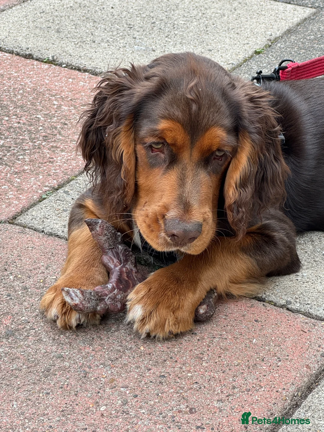 Mixed Breed dogs for sale: Absolutely Gorgeous “Clocker” Girl - Advert 2