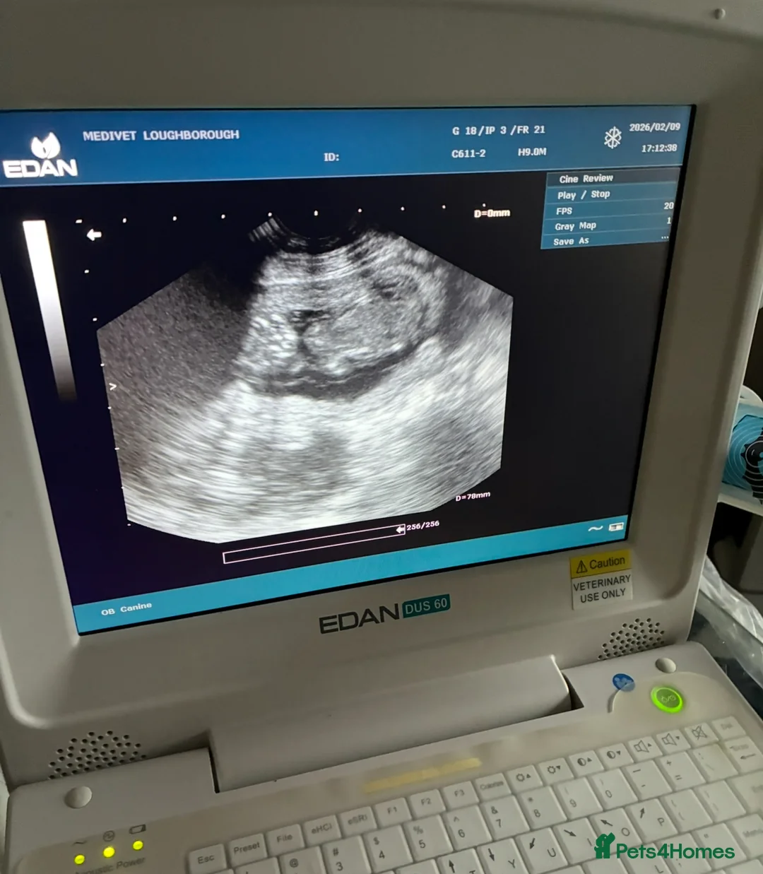 Boxer dogs for sale: 4 Boxer Puppies in Derby - Advert 2