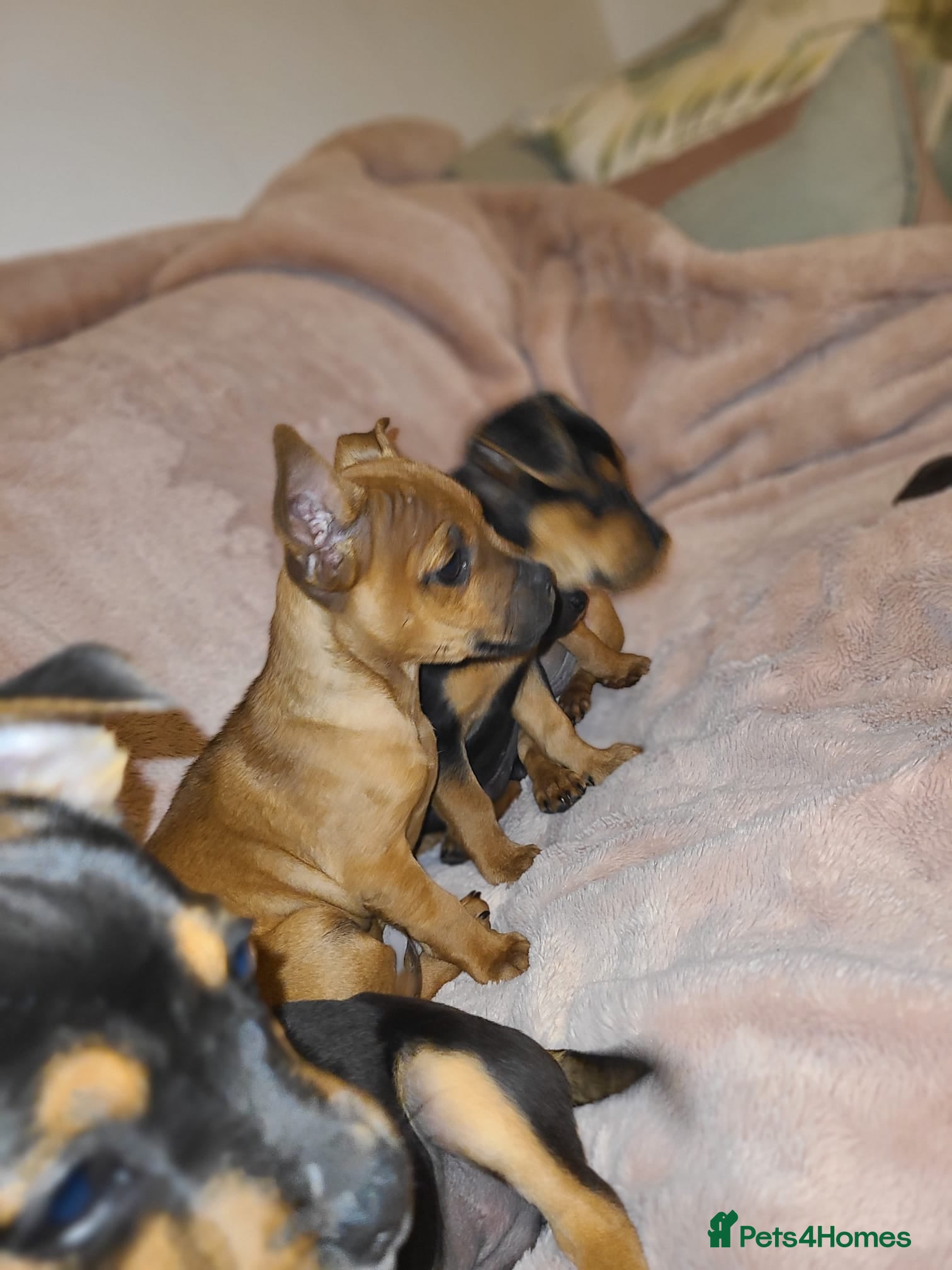 Mixed Breed dogs Cocker x dachshund boy puppy  - Advert 1