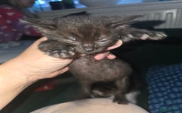 Mixed Breed cats for sale: 3 beautiful kittens - Image 2