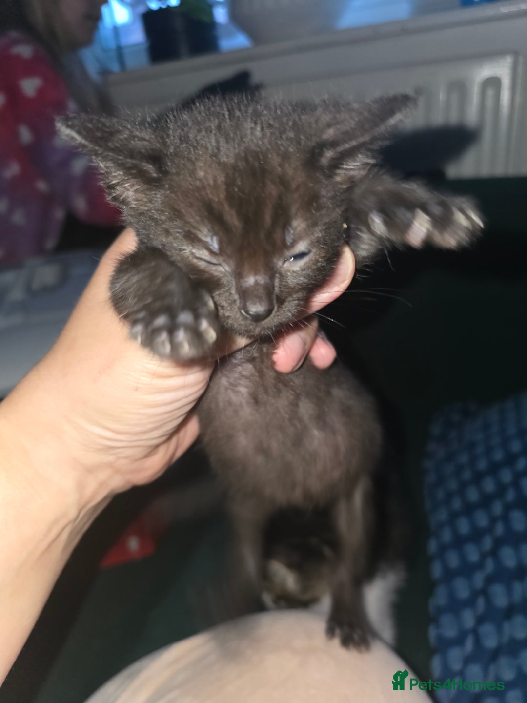 Mixed Breed cats for sale: 3 beautiful kittens - Image 2