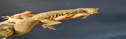 Bearded Dragon reptiles for sale: Male bearded dragon rehoming  in Doncaster - Advert 3