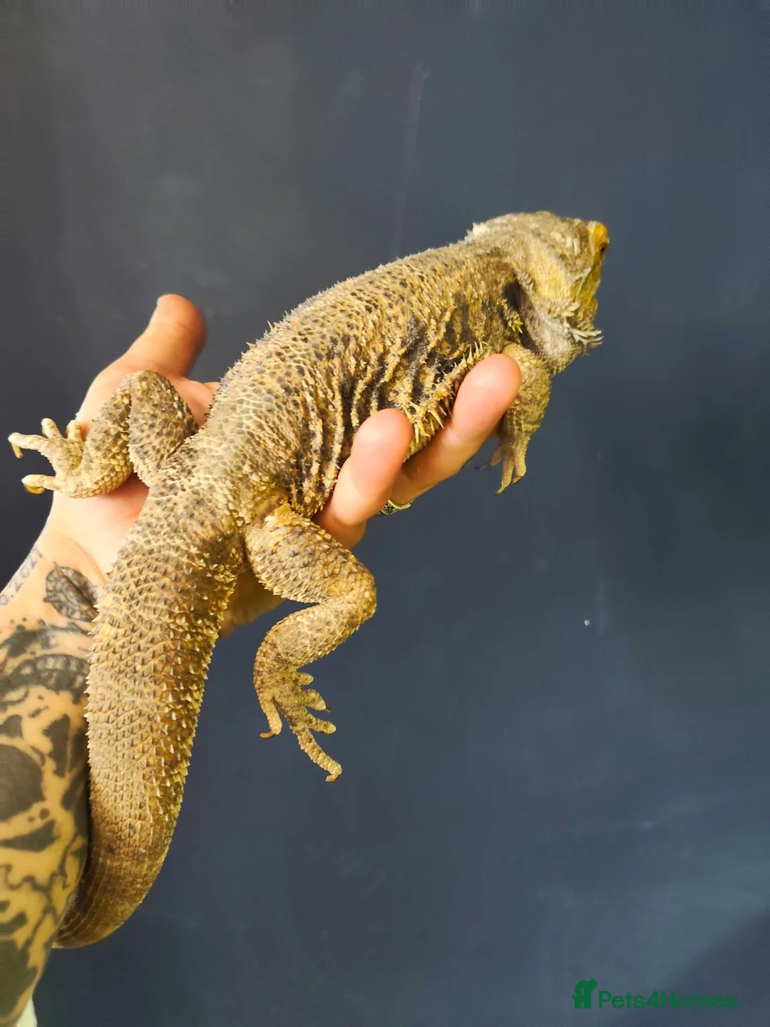 Bearded Dragon reptiles for sale: Male bearded dragon rehoming  in Doncaster - Advert 3