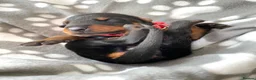 Dobermann dogs for sale: KC REGISTERED DOBERMAN PUPPIES - Advert 3