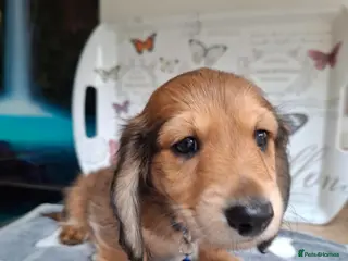 Miniature Dachshund dogs Long haired miniature dachshund puppy - Advert 17