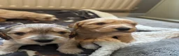 Cockapoo dogs for sale: Stunning F1 Cockapoos from H/Tested KC Parents!! - Advert 10