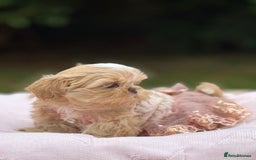 Shih Tzu dogs for sale: Stunning tiny imperial karashishi puppies - Image 10