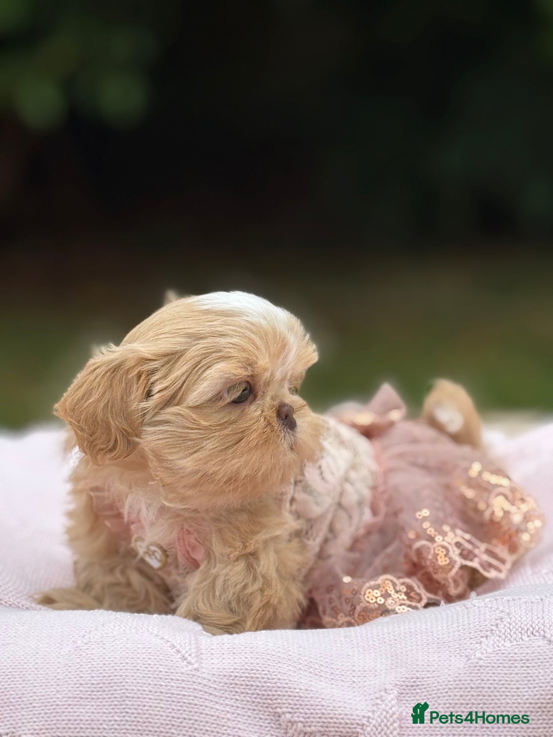 Shih Tzu dogs for sale: Stunning tiny imperial karashishi puppies - Image 10