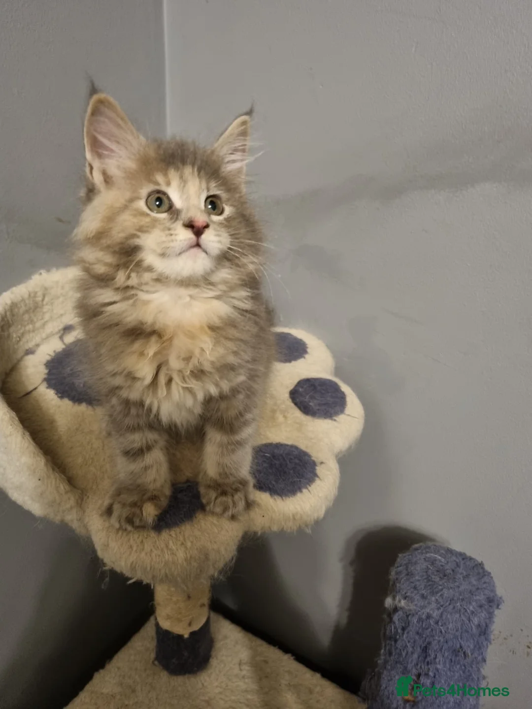 Maine Coon cats for sale: GCCF Regestered Maine Coon Kittens - Advert 3