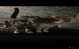 Domestic Shorthair cats for sale: 2 beautiful female cats needing new loving homes  - Advert 5