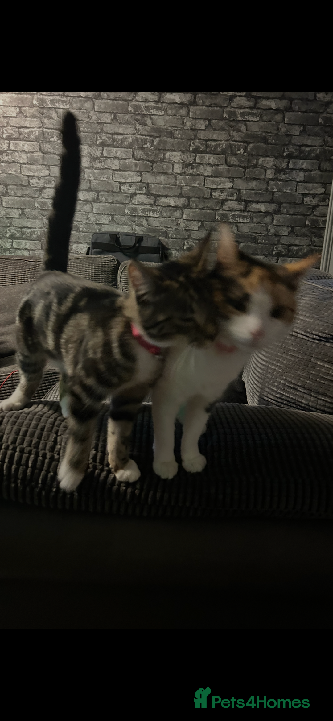 Domestic Shorthair cats for sale: 2 beautiful female cats needing new loving homes  - Advert 5