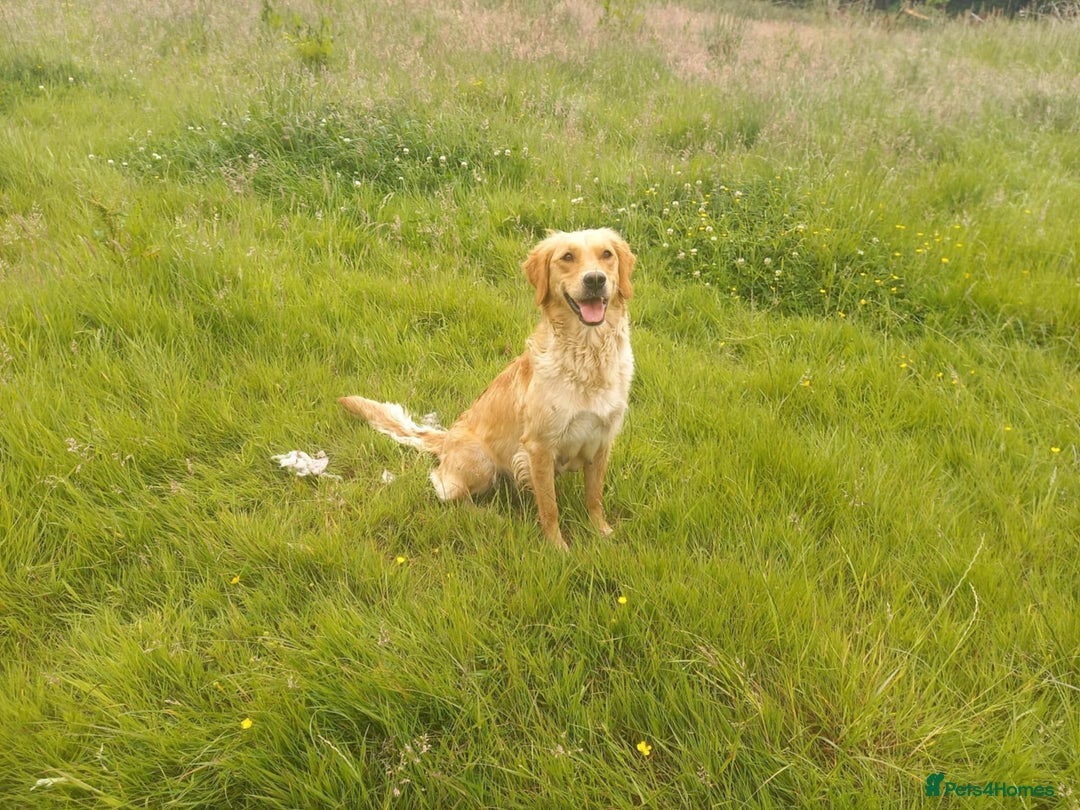 Golden Retriever dogs for sale: KC reg health tested dark golden retriever puppies - Advert 11