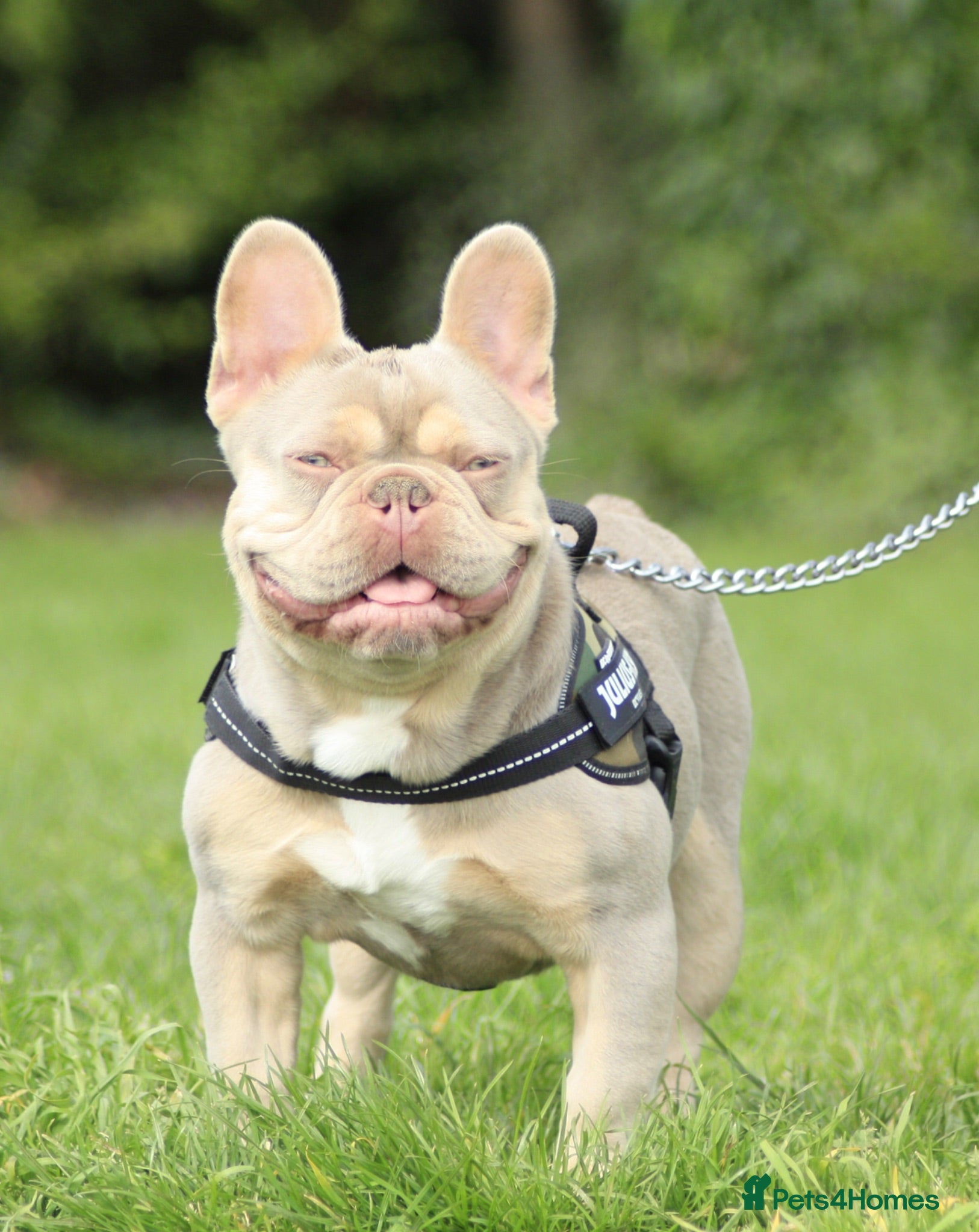 French Bulldog dogs Oscar the Quality French Bulldog Stud - Advert 2