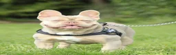 French Bulldog dogs for stud: Oscar the Quality French Bulldog Stud - Advert 1