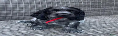 Red Collar