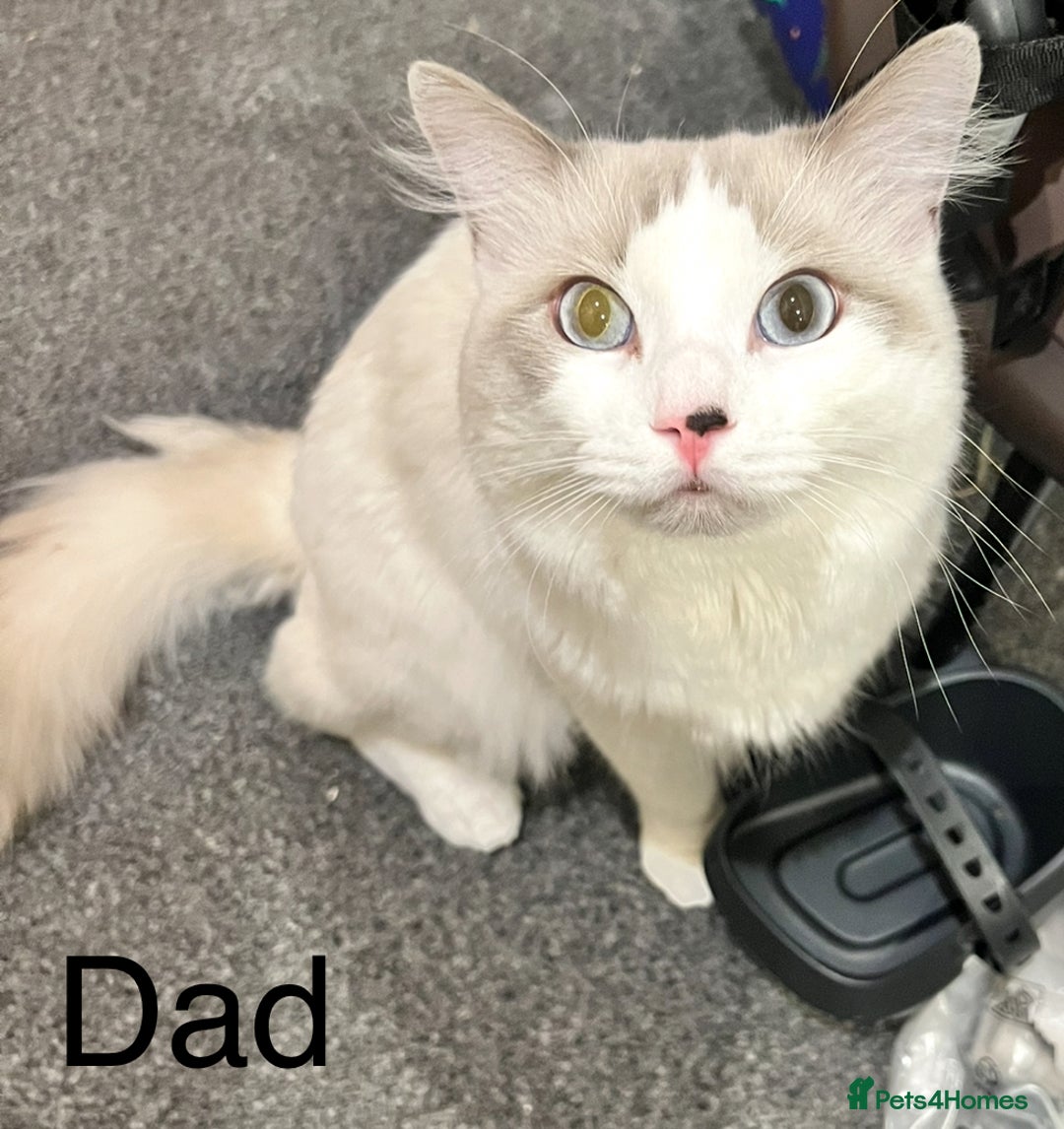 Ragdoll cats for sale: Ragdoll Kittens - Image 17
