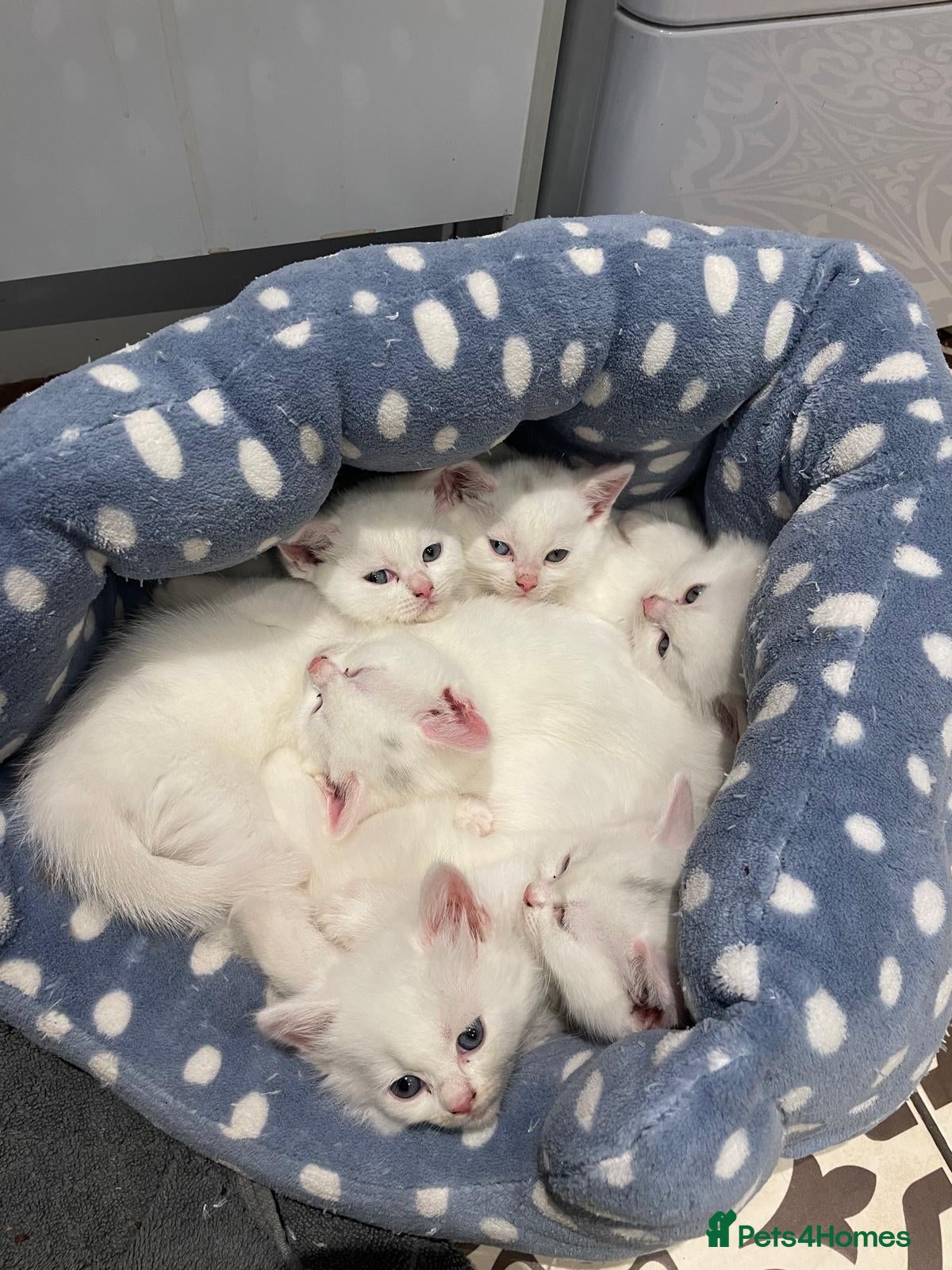 Maine Coon cats for sale: British Shorthair x Main Coon Kittens - Advert 15