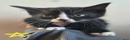 Mixed Breed cats for sale: Black and white house kittens M/F avaliable  - Advert 4