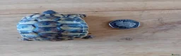 Tortoise reptiles for sale: Year old baby tortoises for sale - Advert 3