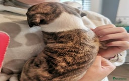 Whippet dogs for sale: Petite whippet puppies  - Image 9