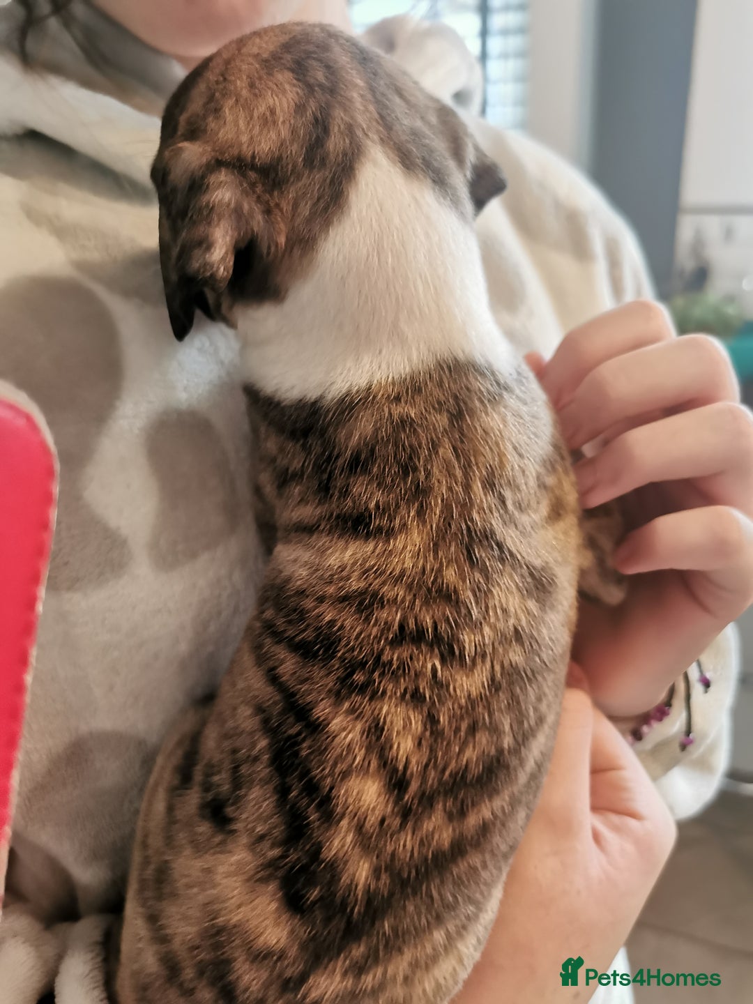 Whippet dogs for sale: Petite whippet puppies  - Image 9