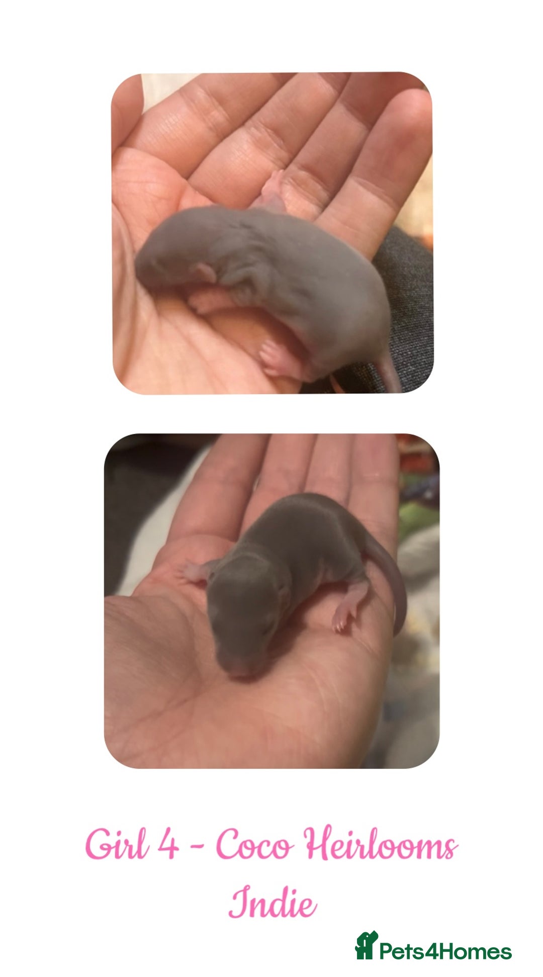 Rat rodents for sale: Beautiful Baby Rats  - Advert 4