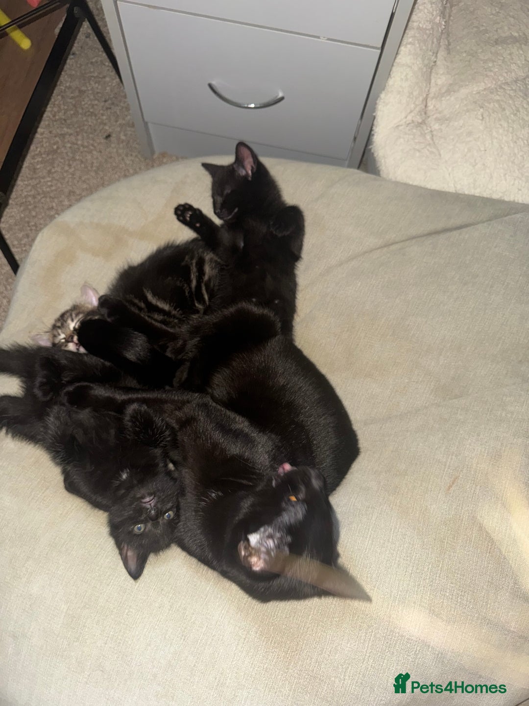 Mixed Breed cats for sale: 2 black male kittens for adoption  - Advert 4