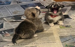 Welsh Corgi Pembroke dogs for sale: Lovely Corgis - Image 6
