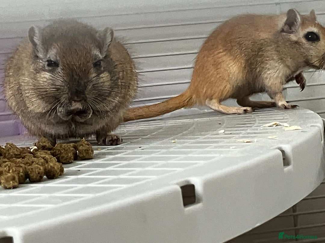 Gerbil rodents for sale: 2 female gerbils by blood sisters  - Advert 11