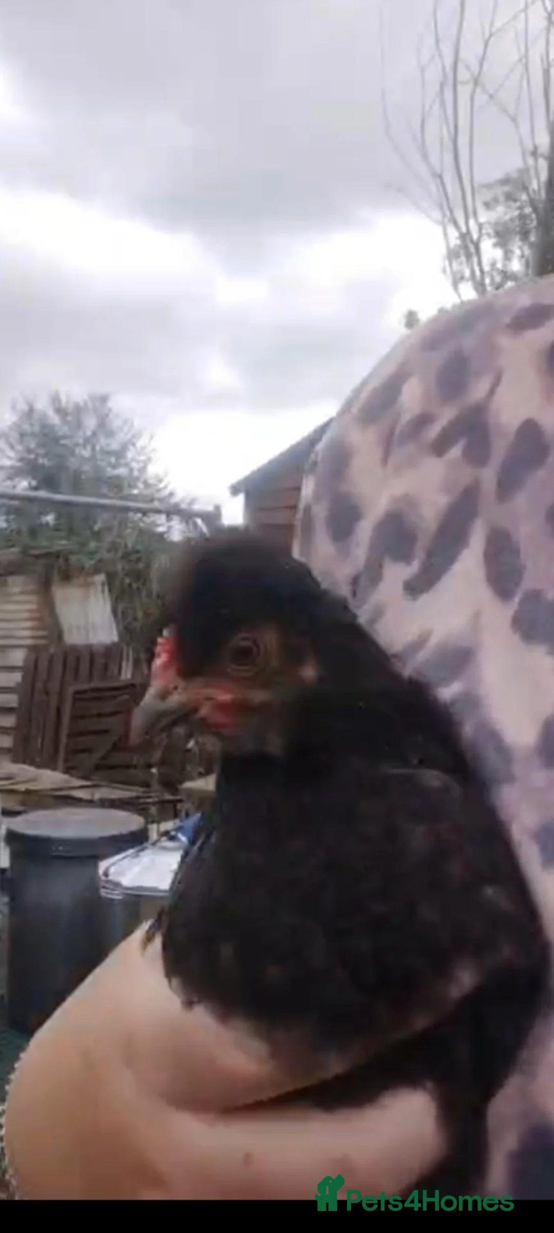 Chickens poultry for sale: Polski rooster in Doncaster - Advert 2