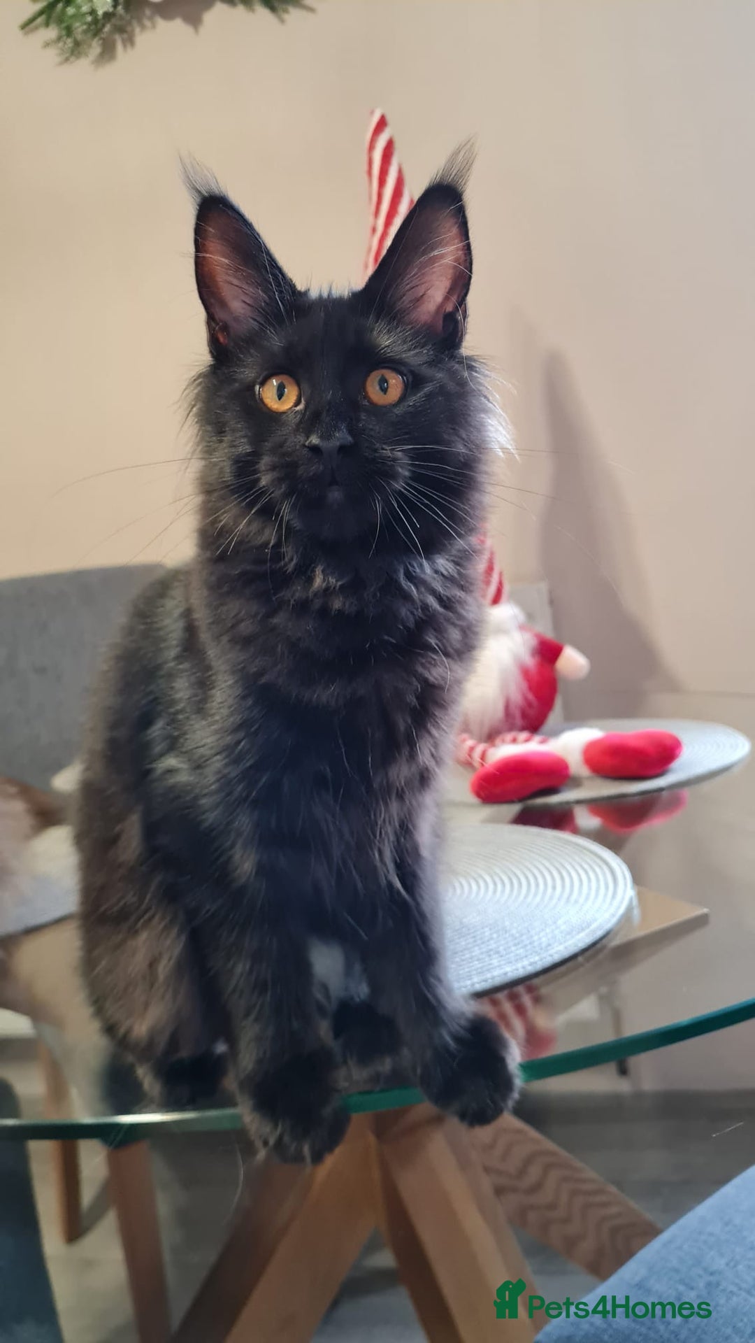 Maine Coon cats for sale: ✨2 GCCF Females Ready to go!✨ - Advert 18