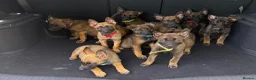 Belgian Shepherd Dog dogs for sale: Belgium Mali pups - Advert 10