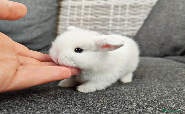 Mini Lop rabbits - Advert 16