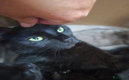 Mixed Breed cats for sale: 4 lovly kittens - Image 2