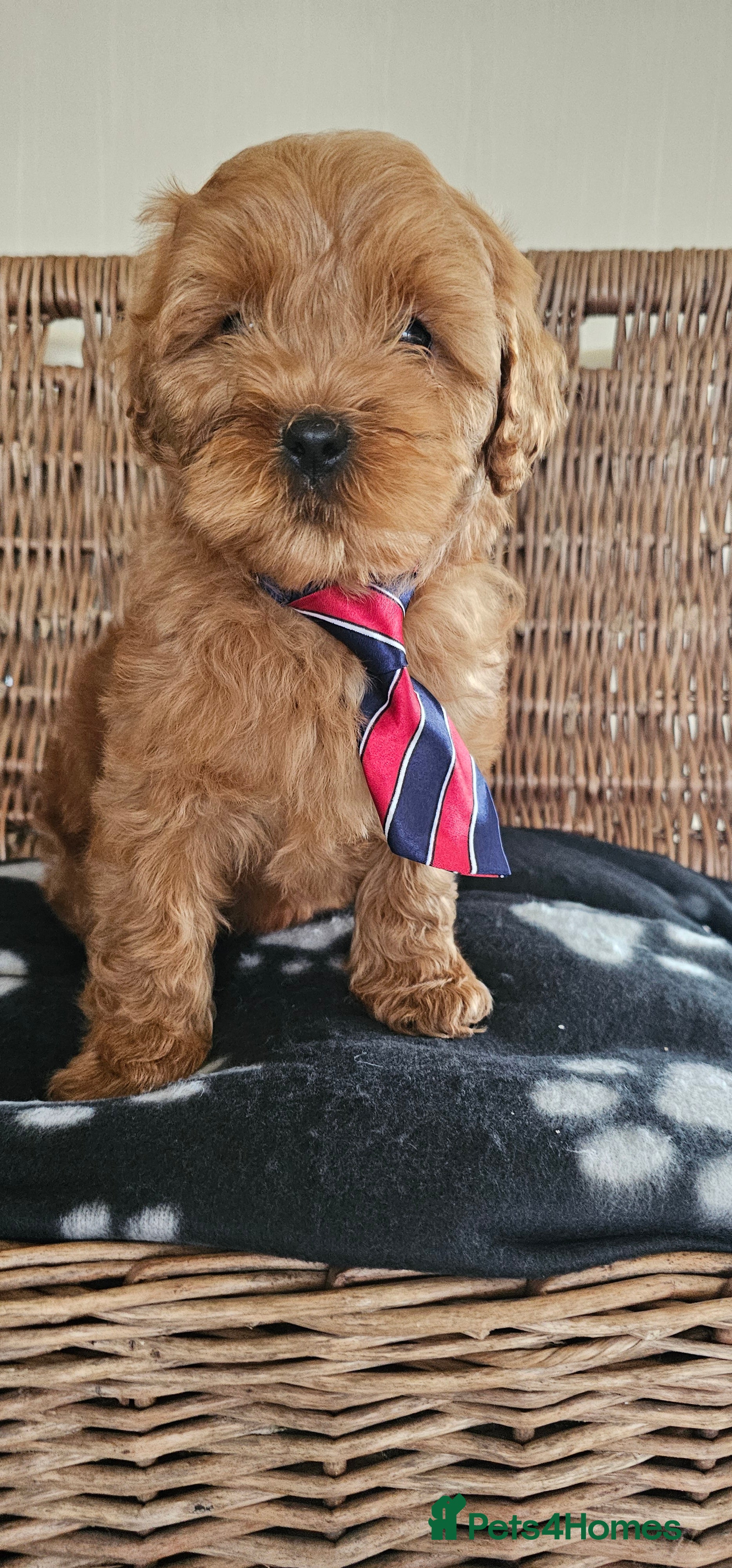 Cavapoo dogs Last boy red toy cavapoo  - Advert 4