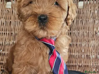 Cavapoo dogs Last boy red toy cavapoo - Advert 4