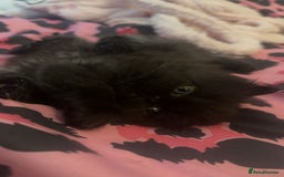 Persian cats for sale: Persian kitten for sale  - Image 3