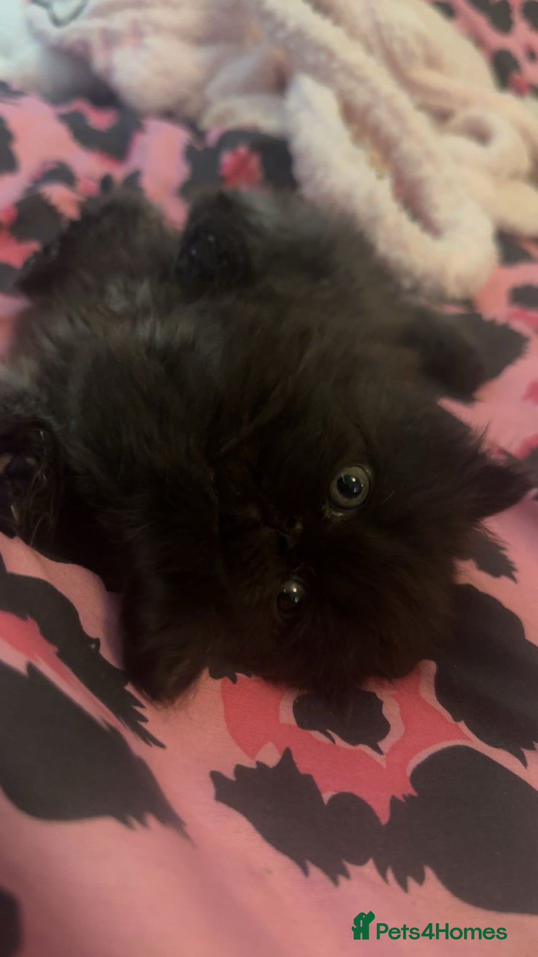 Persian cats for sale: Persian kitten for sale  - Image 3