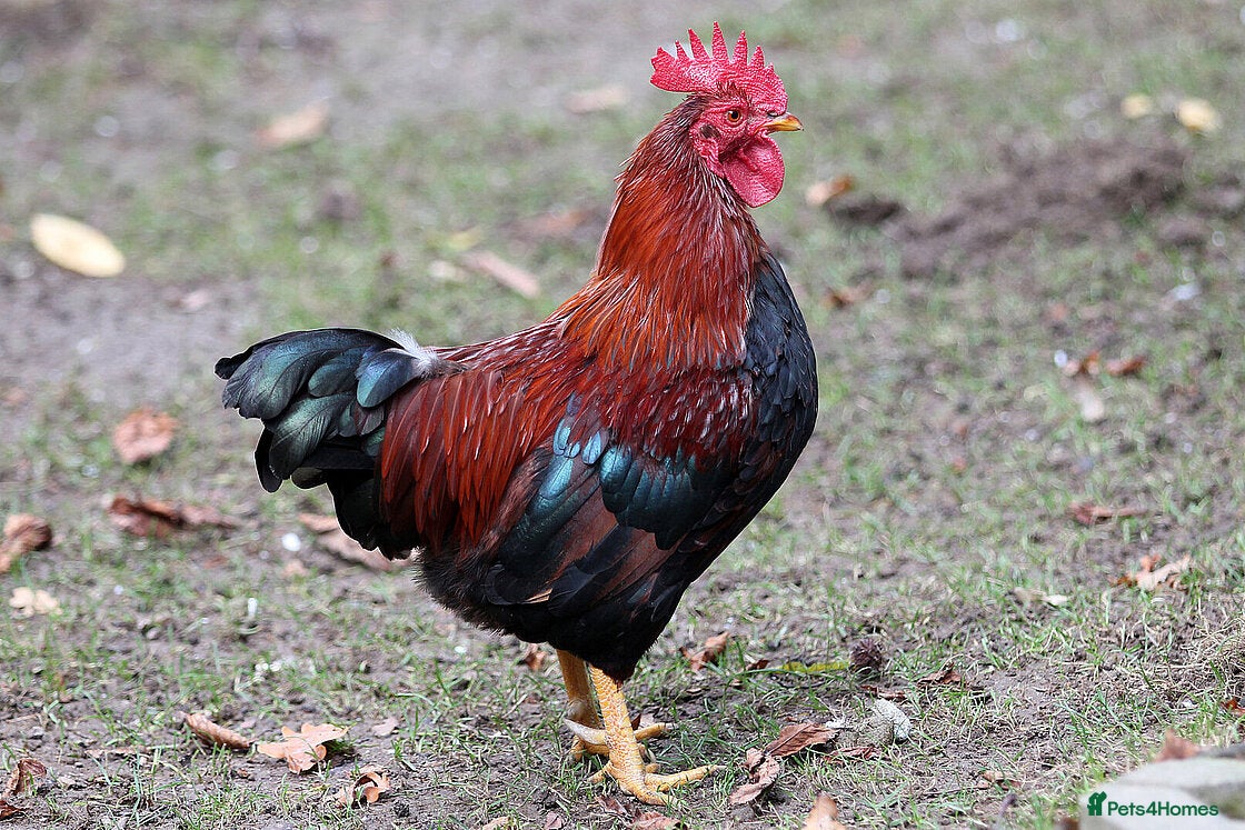 Chickens poultry 5 Wellsummer Cockerels For Sale - Advert 1