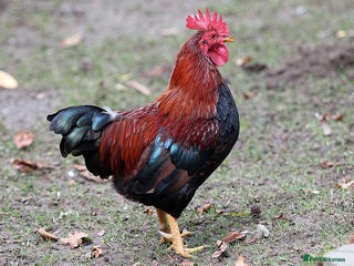 Chickens poultry 5 Wellsummer Cockerels For Sale - Advert 1